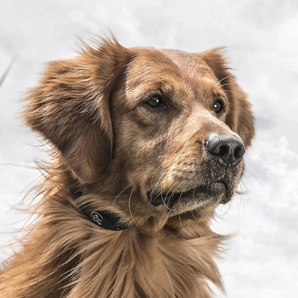 Black Remote Training Collars - Picture 3 of 5
